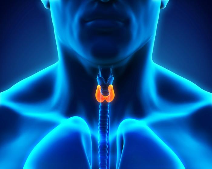 Image of the thyroid gland in the body.