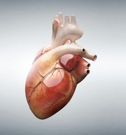 сердце человека