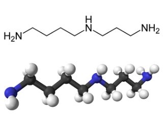 молекула спермидина