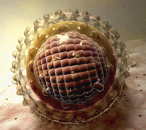 гепатит С Израиль