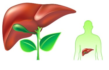 печень израиль
